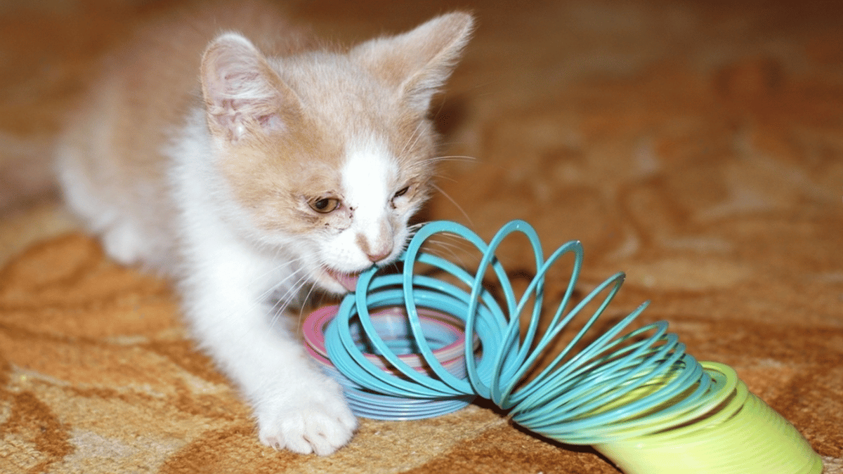 gatito con conjuntivitis