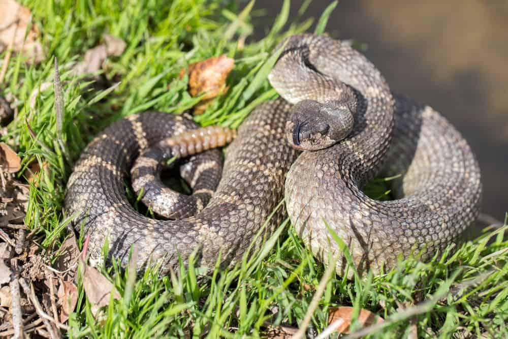 serpiente venenosa cerca de su nido
