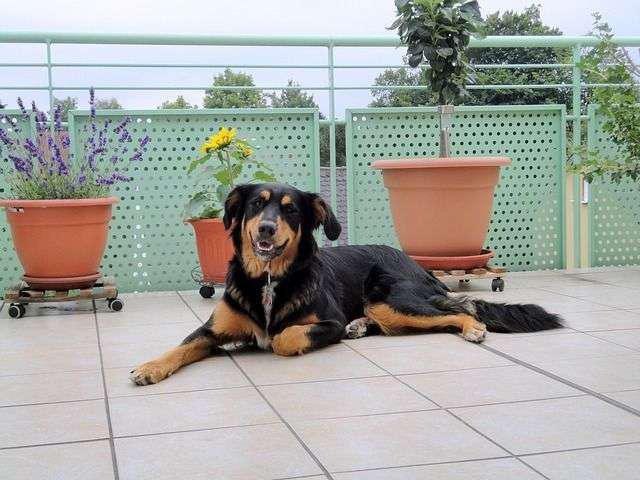 Guía definitiva: Cómo adecuar el balcón de tu hogar para el bienestar y disfrute de tu perro