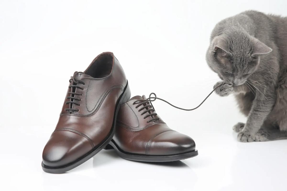 gato muerde zapato