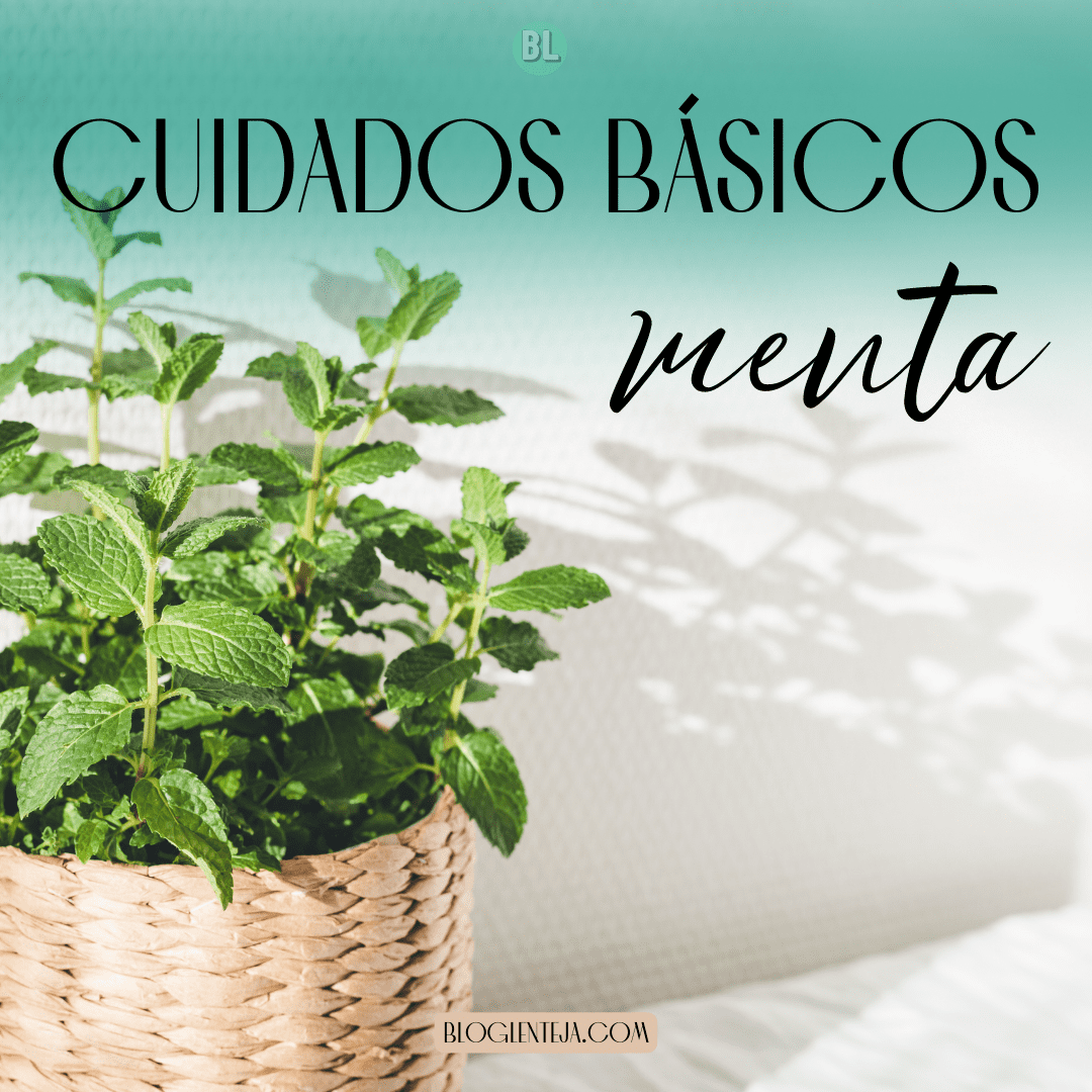 Cuidados básicos: Menta