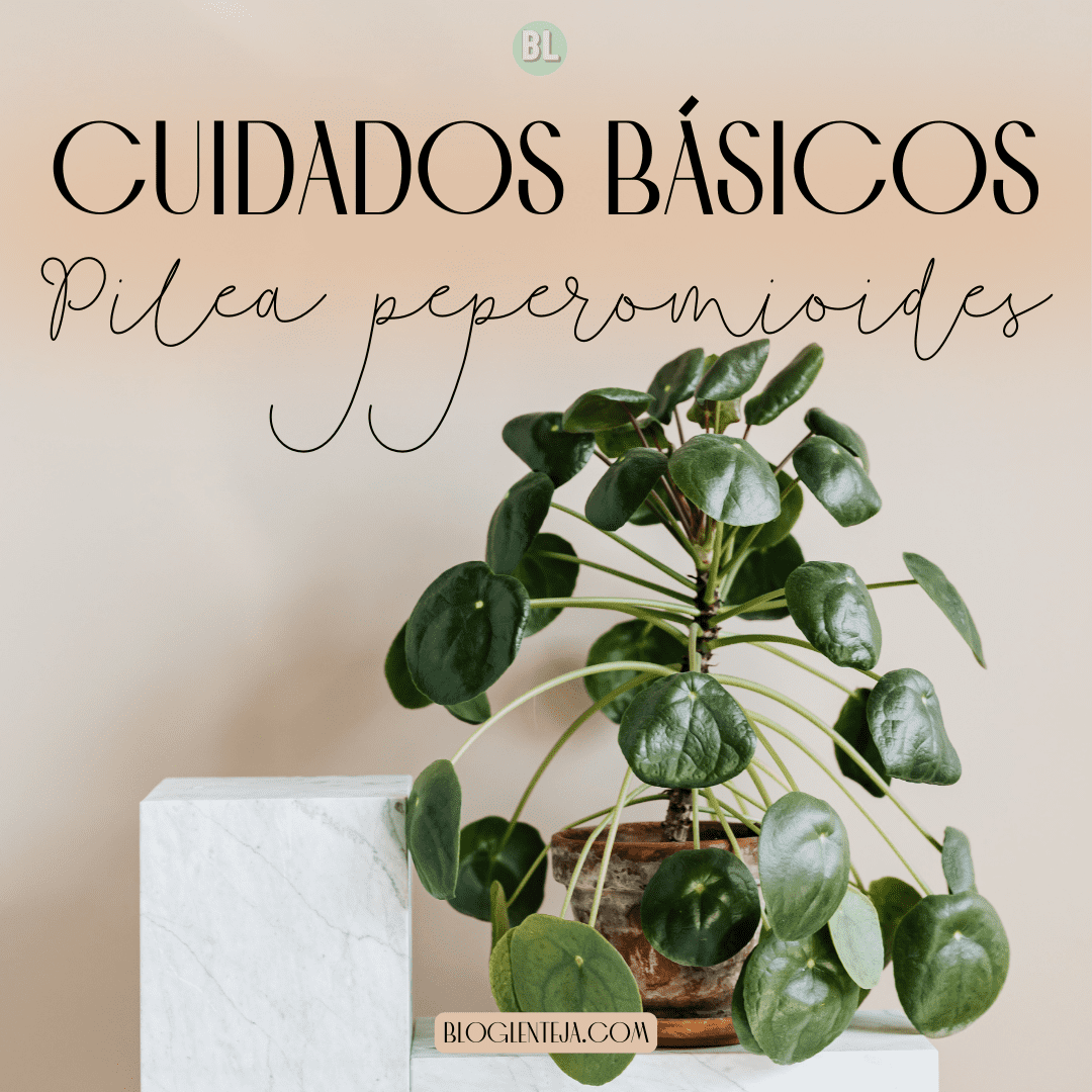Cuidados básicos: Pilea peperomioides