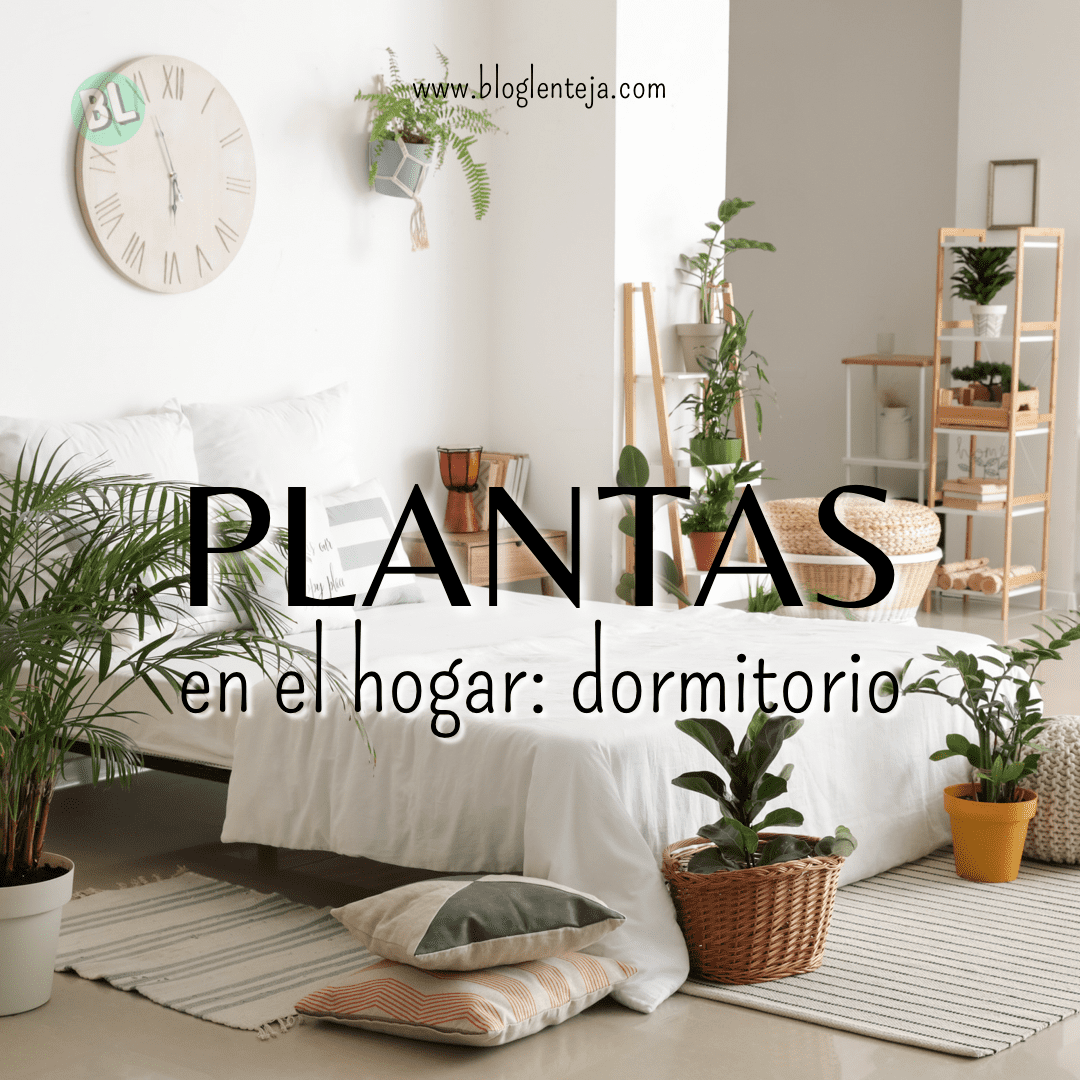 Plantas en el hogar: Dormitorio