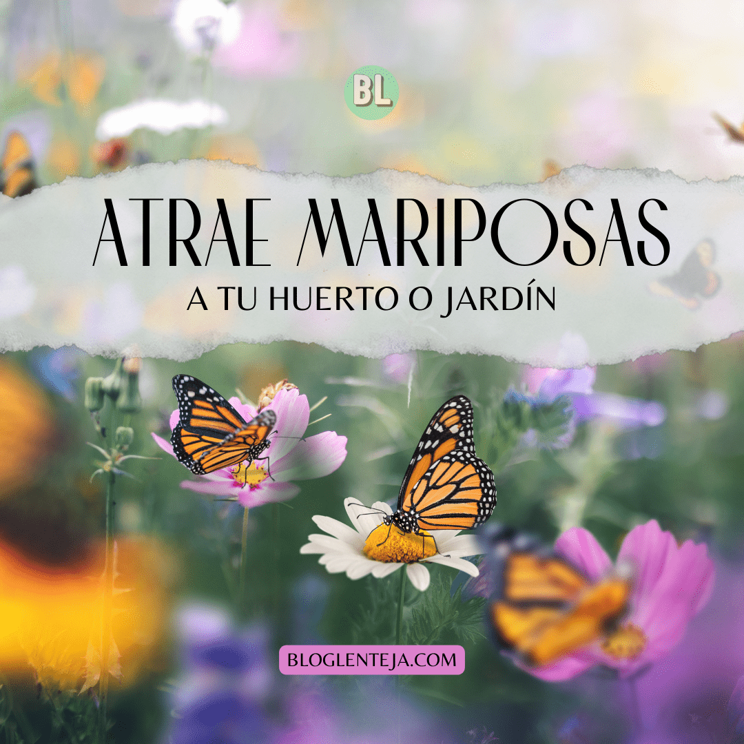 Atrae mariposas a tu jardín