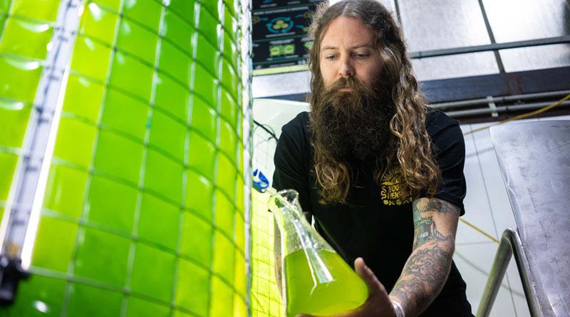 The Algae Project, Young Henrys