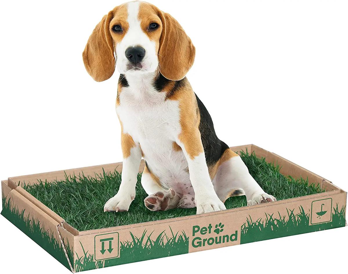 bano ecologico para perros