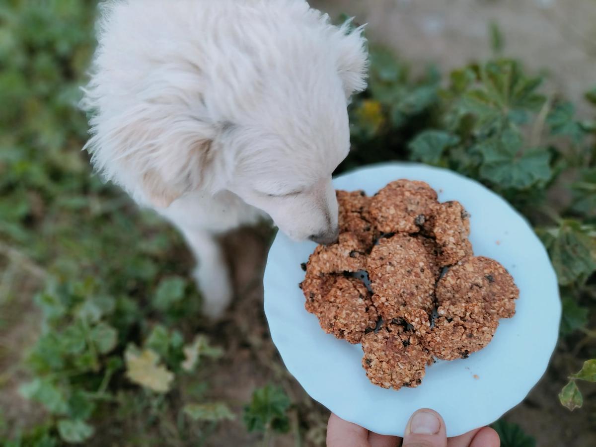 caniche huele las galletas