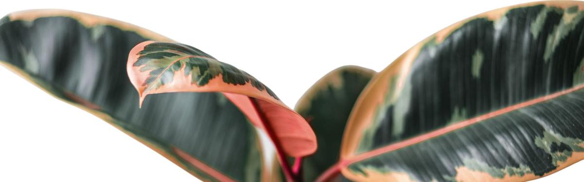 Cuidados del Ficus Gomero