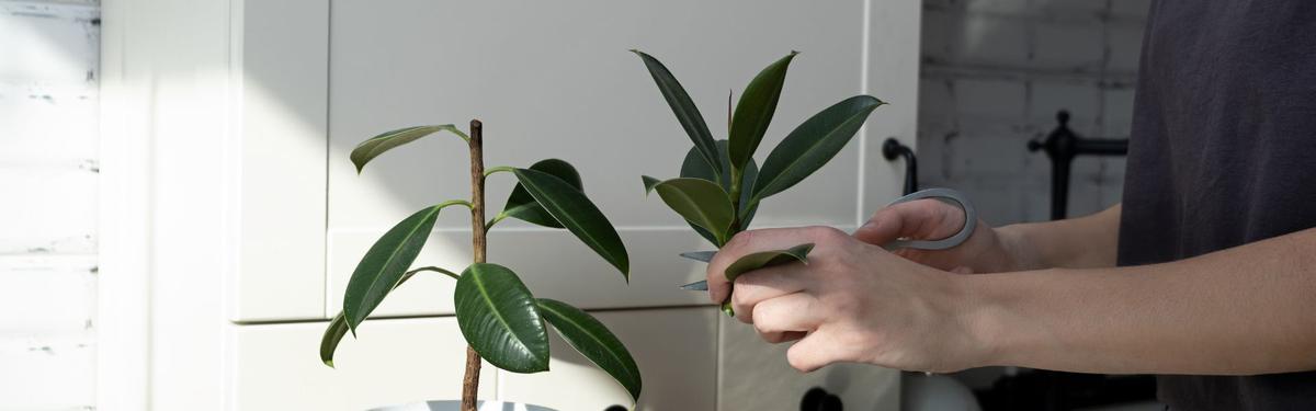 Propagacion del ficus elastica