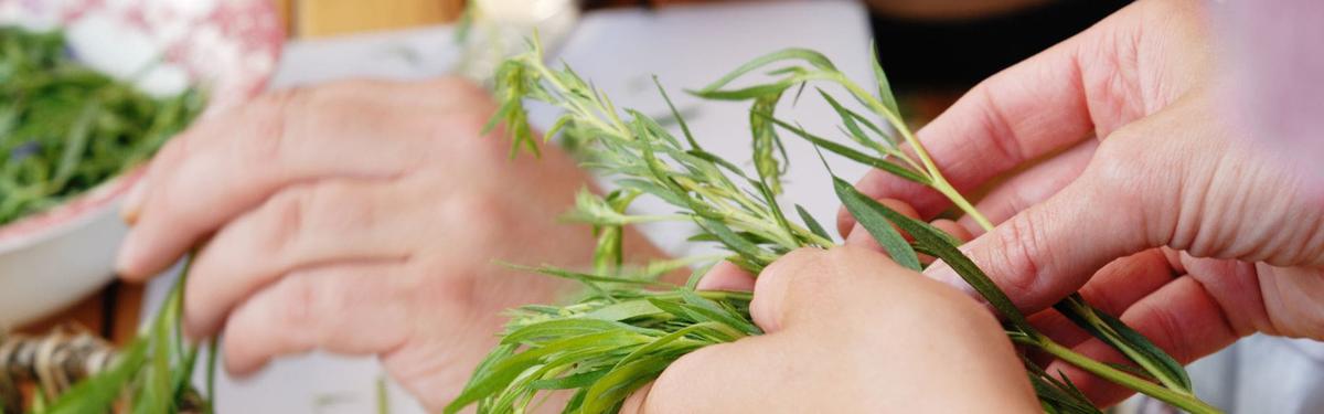 plantas naturales para cocinar