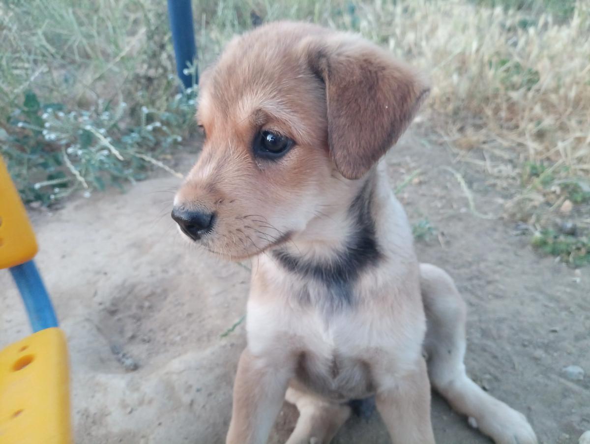 cachorro en adopcion