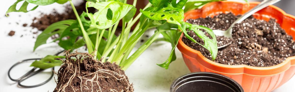 Monstera Adasonii trasplantar