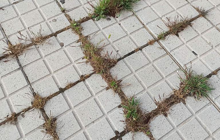 un huerto en la terraza
