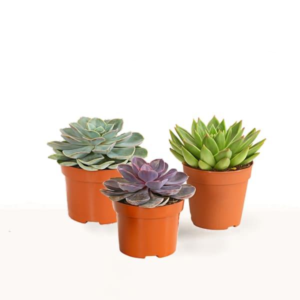 comprar trio de echeveria