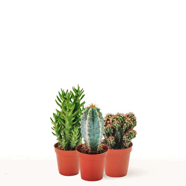 comprar cactus pequeños