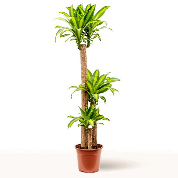 Comprar Dracaena Massangeana (Tronco de brasil) en maceta