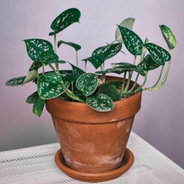 Potosi Scindapsus pictus