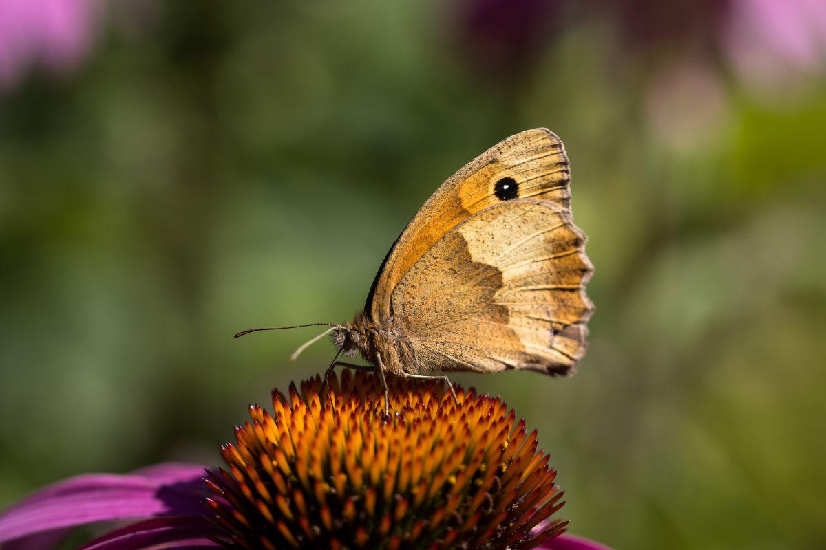 flores para mariposas