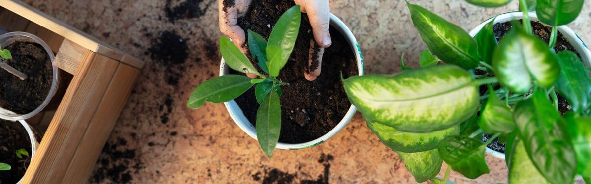 Jardín Zen en tu casa