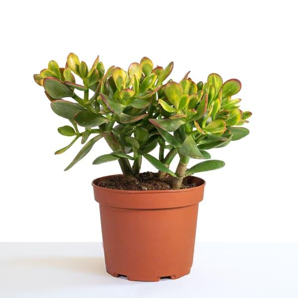 Planta de Jade de interior
