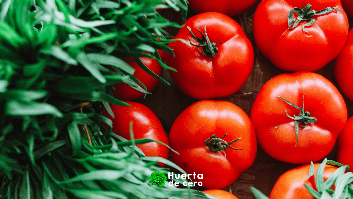 consejos para el cuidado de tomates orgánicos