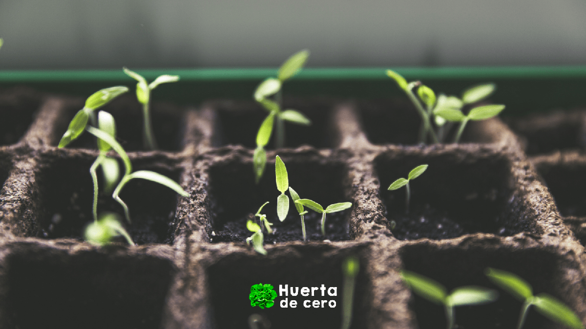 plántulas de tomates orgánicos