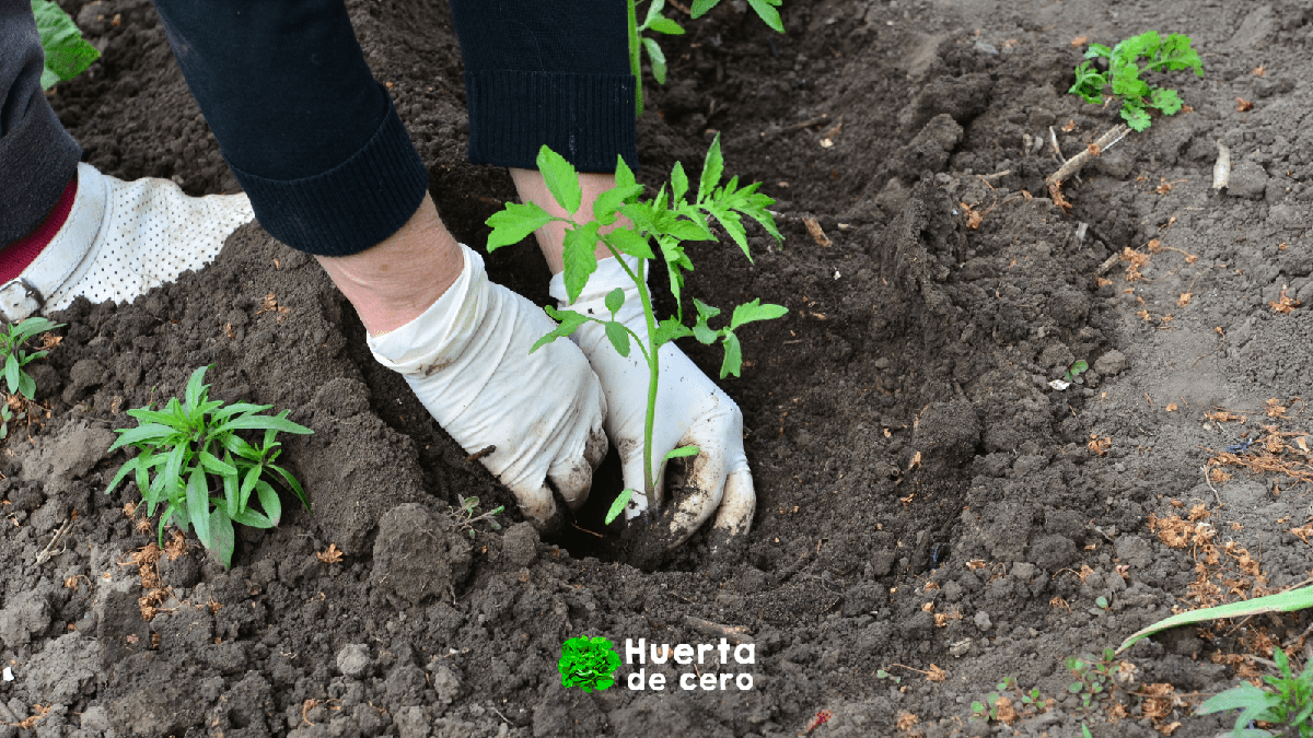 Trasplante de tomate orgánico a lugar definitivo