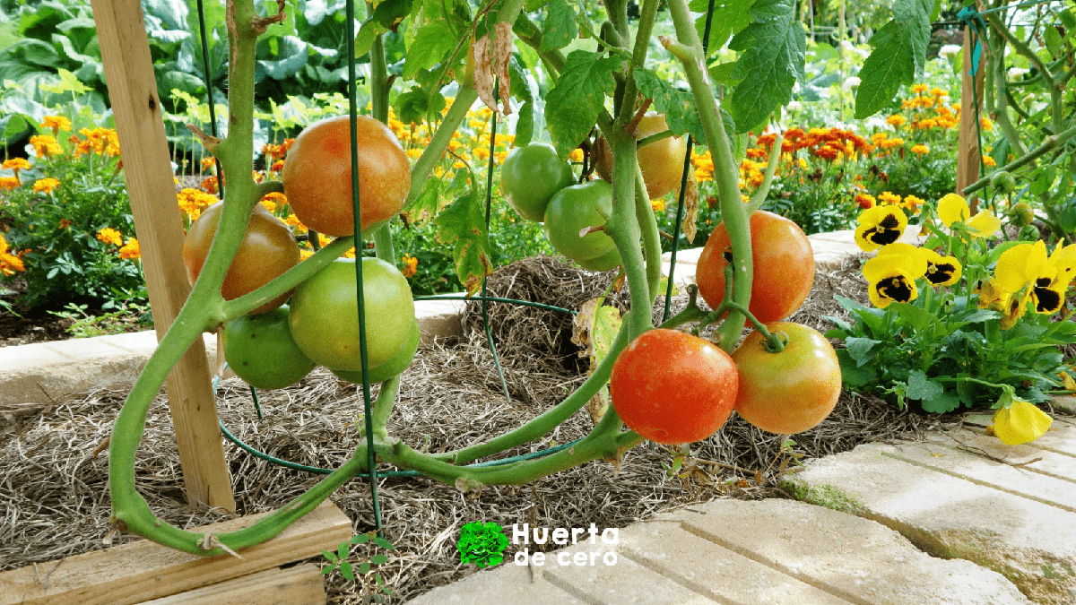 entutorado de tomates orgánicos