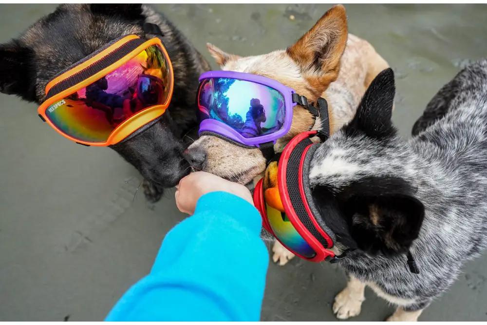 gafas grandes para perros