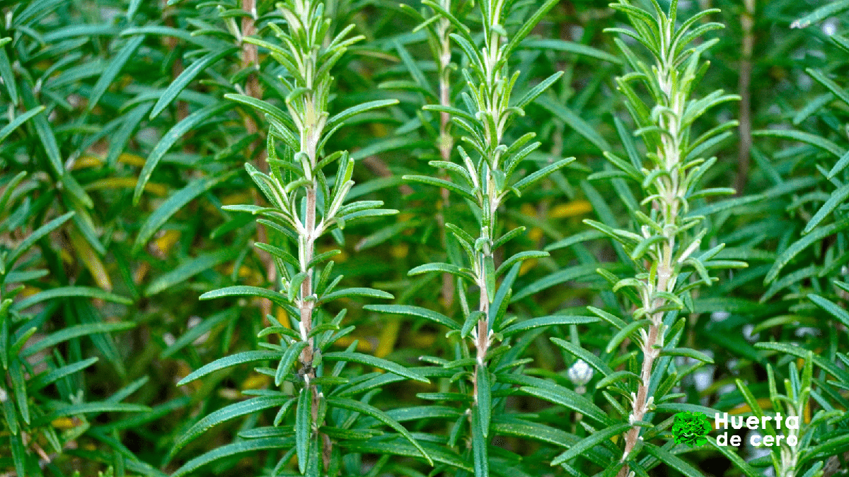 El poder de las hierbas aromaticas, romero
