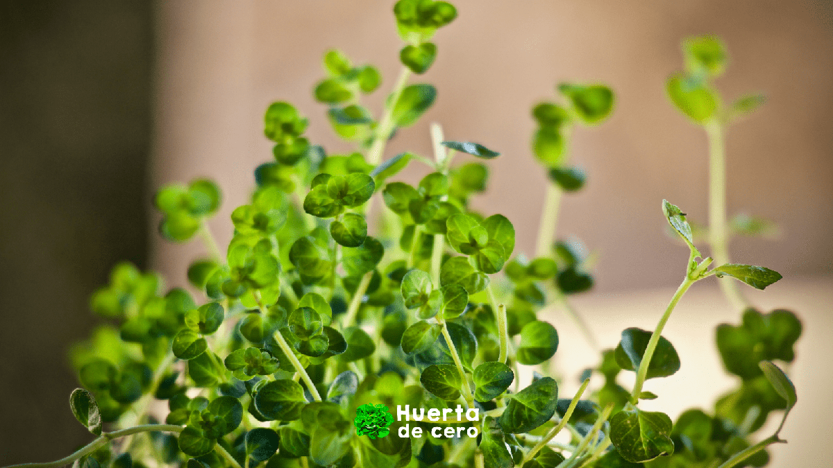 El poder de las hierbas aromaticas, tomillo