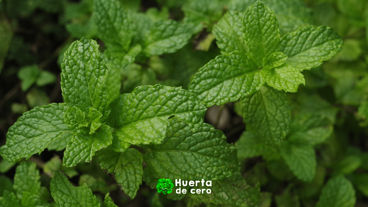 El poder de las hierbas aromaticas, menta