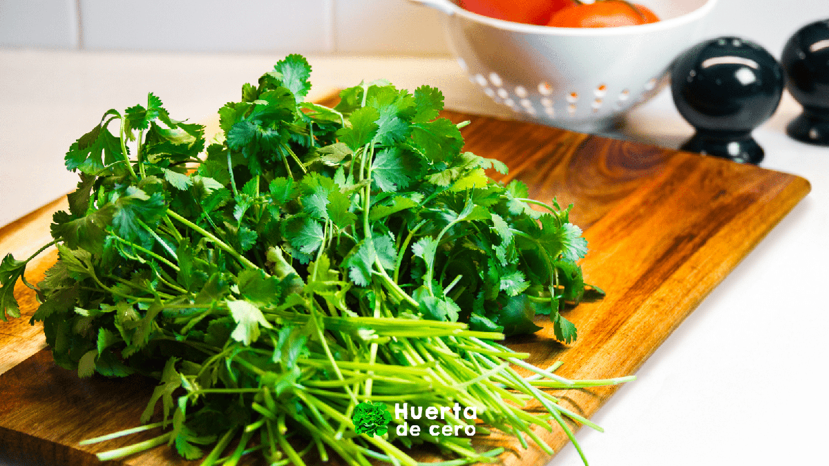 El poder de las hierbas aromaticas, cilantro