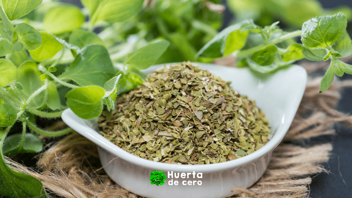 El poder de las hierbas aromaticas, oregano