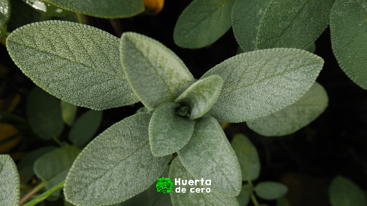 El poder de las hierbas aromaticas, salvia