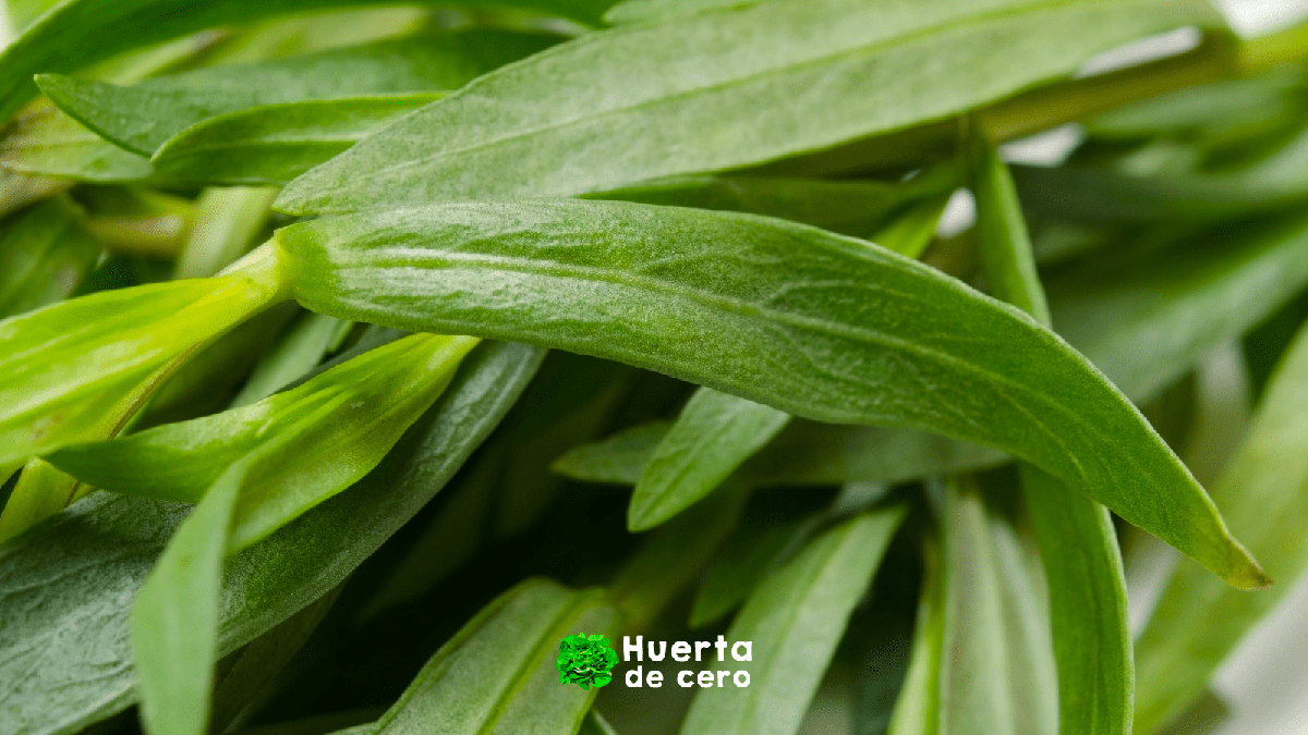 El poder de las hierbas aromaticas, estragon