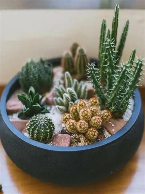 Terrarios de cactus