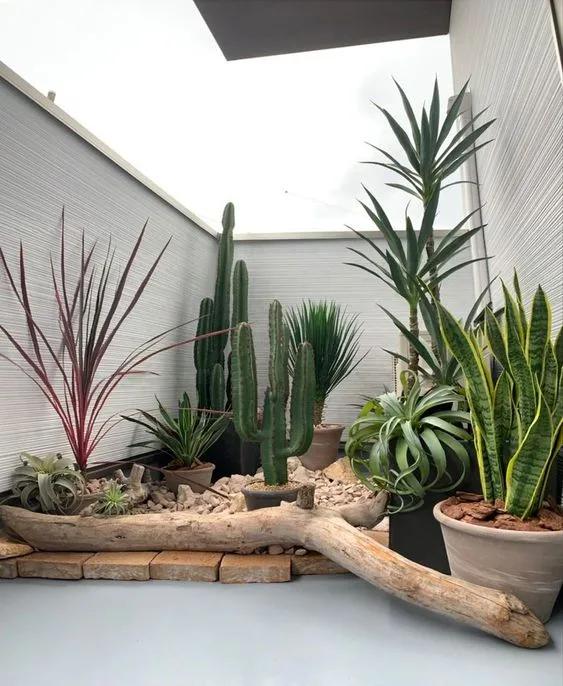 Jardín de cactus en el patio