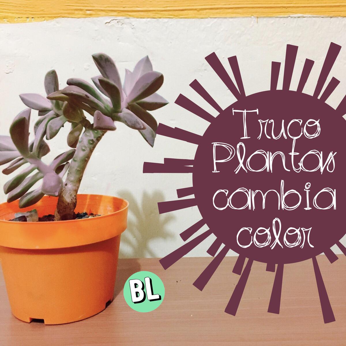 Truco: ¡plantas cambia color!