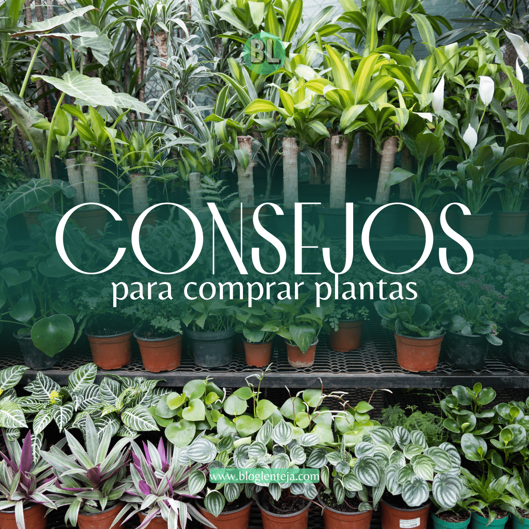 Consejos para comprar plantas