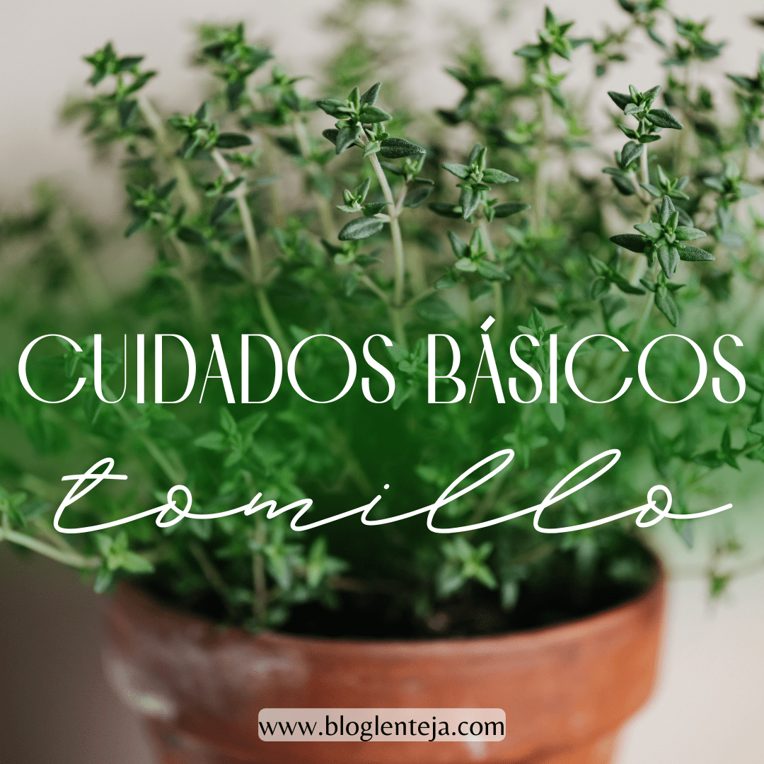 Cuidados básicos: Tomillo
