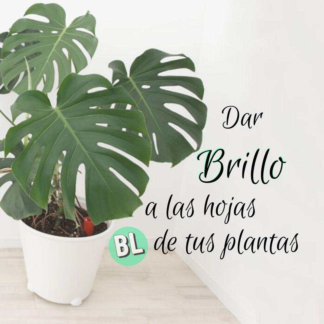 Dar brillo a las hojas de tus plantas