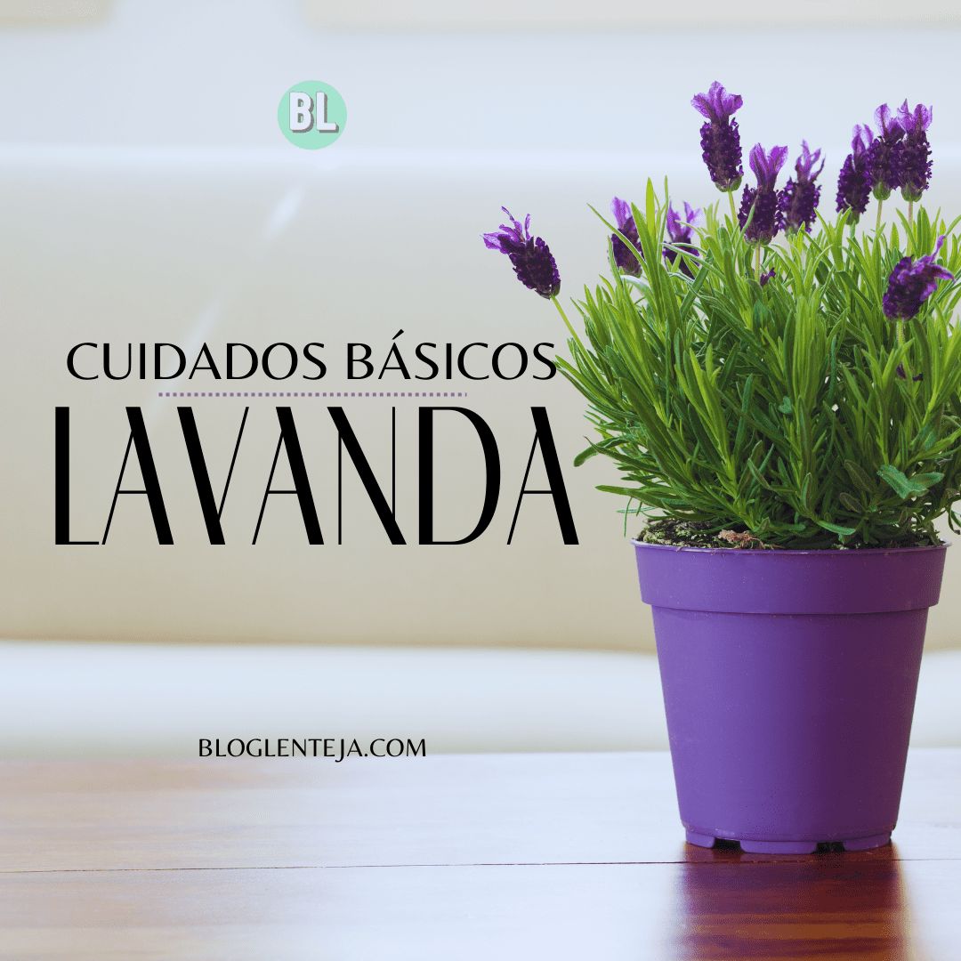 Cuidados básicos: Lavanda