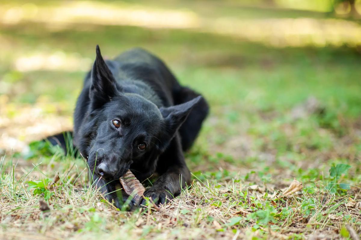 perro comiendo snack rico en colageno