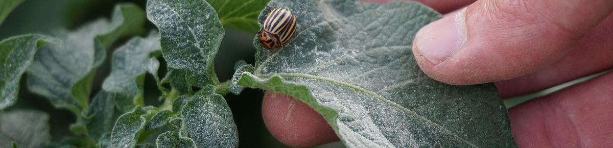 Plagas en las plantas