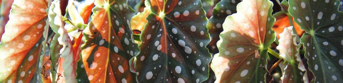 Begonia Maculata Comprar