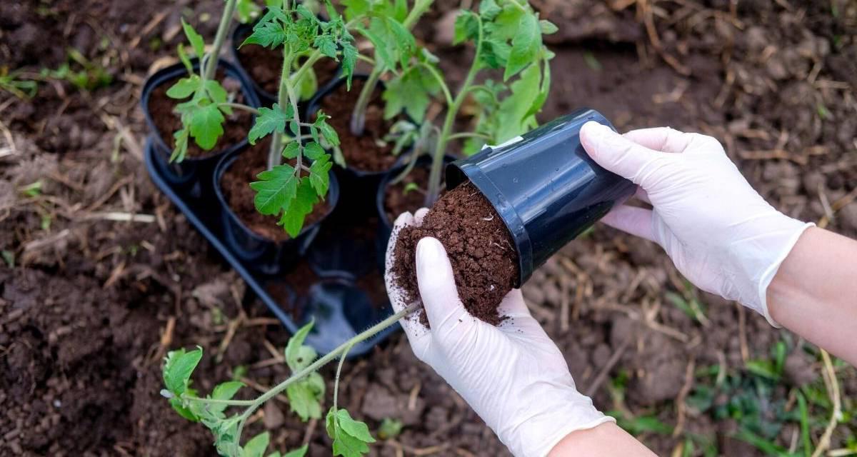 Trasplante de tomate