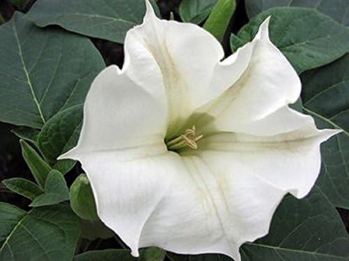 Conoce las plantas nocturnas que florecen por la noche 3