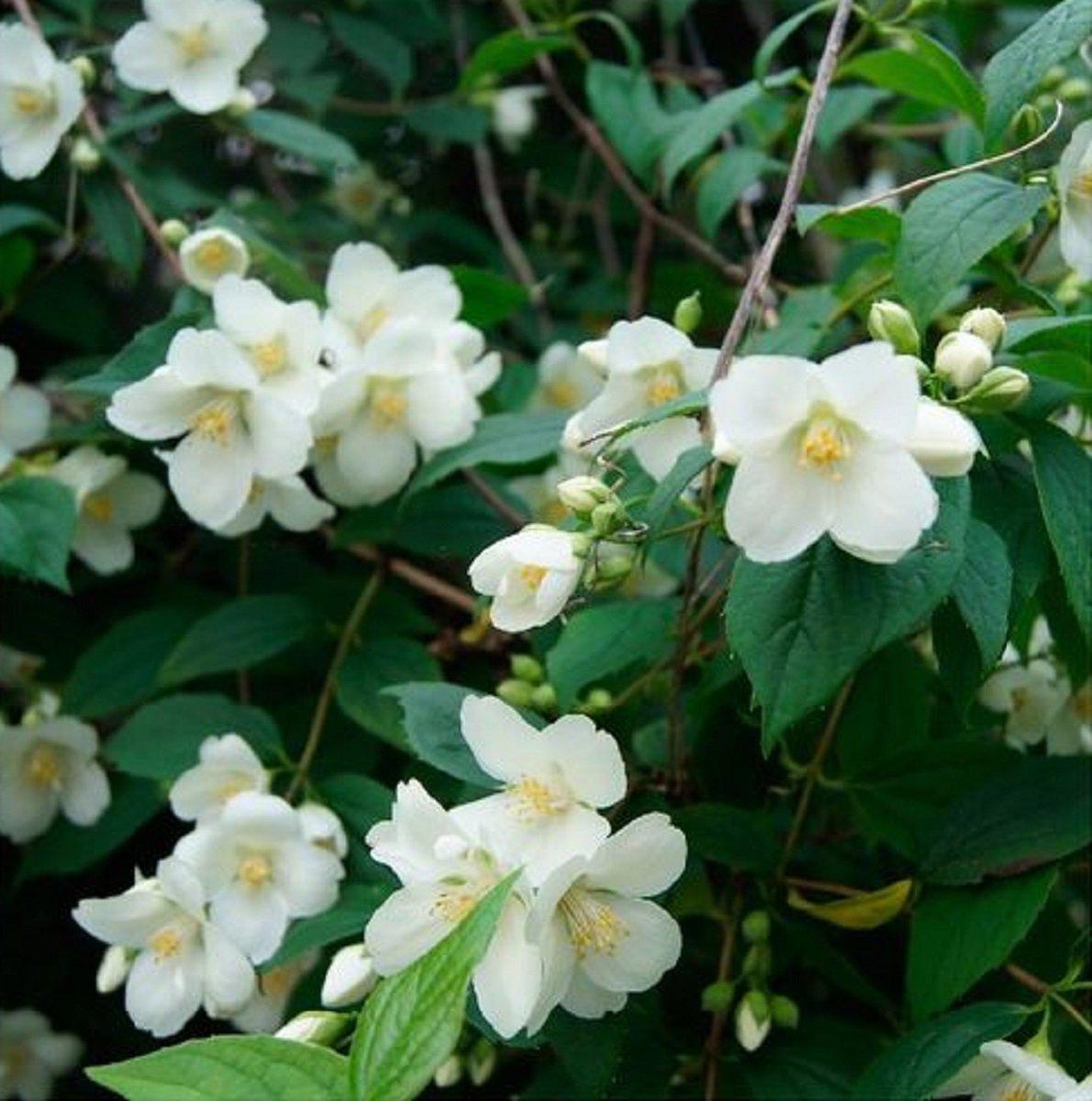 Conoce las plantas nocturnas que florecen por la noche 4