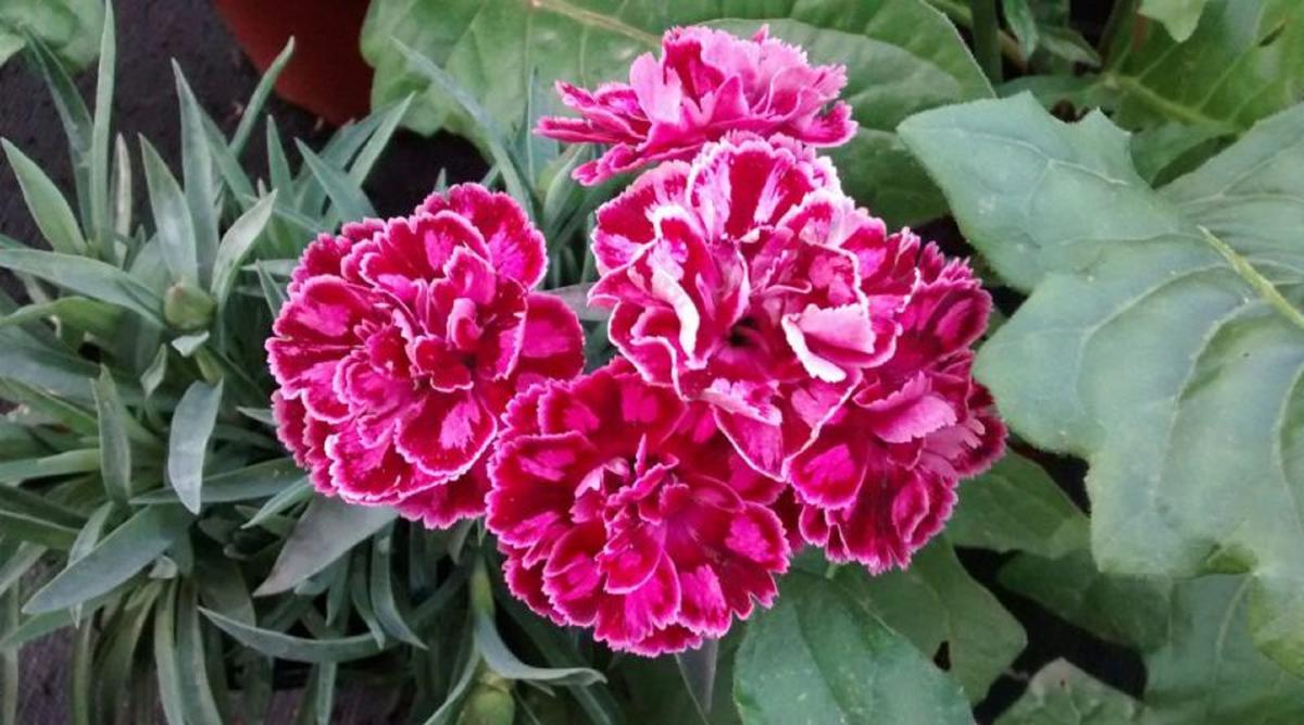 Conoce las plantas nocturnas que florecen por la noche 5